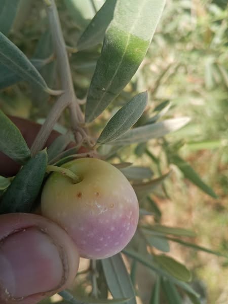 بداية ظهور العلامات دي علي بعض الثمار بنسبة قليلة مع نسبة انتاج ضعيفة هذا العام ممكن طرق المكافحة للمشكلتين بالصور