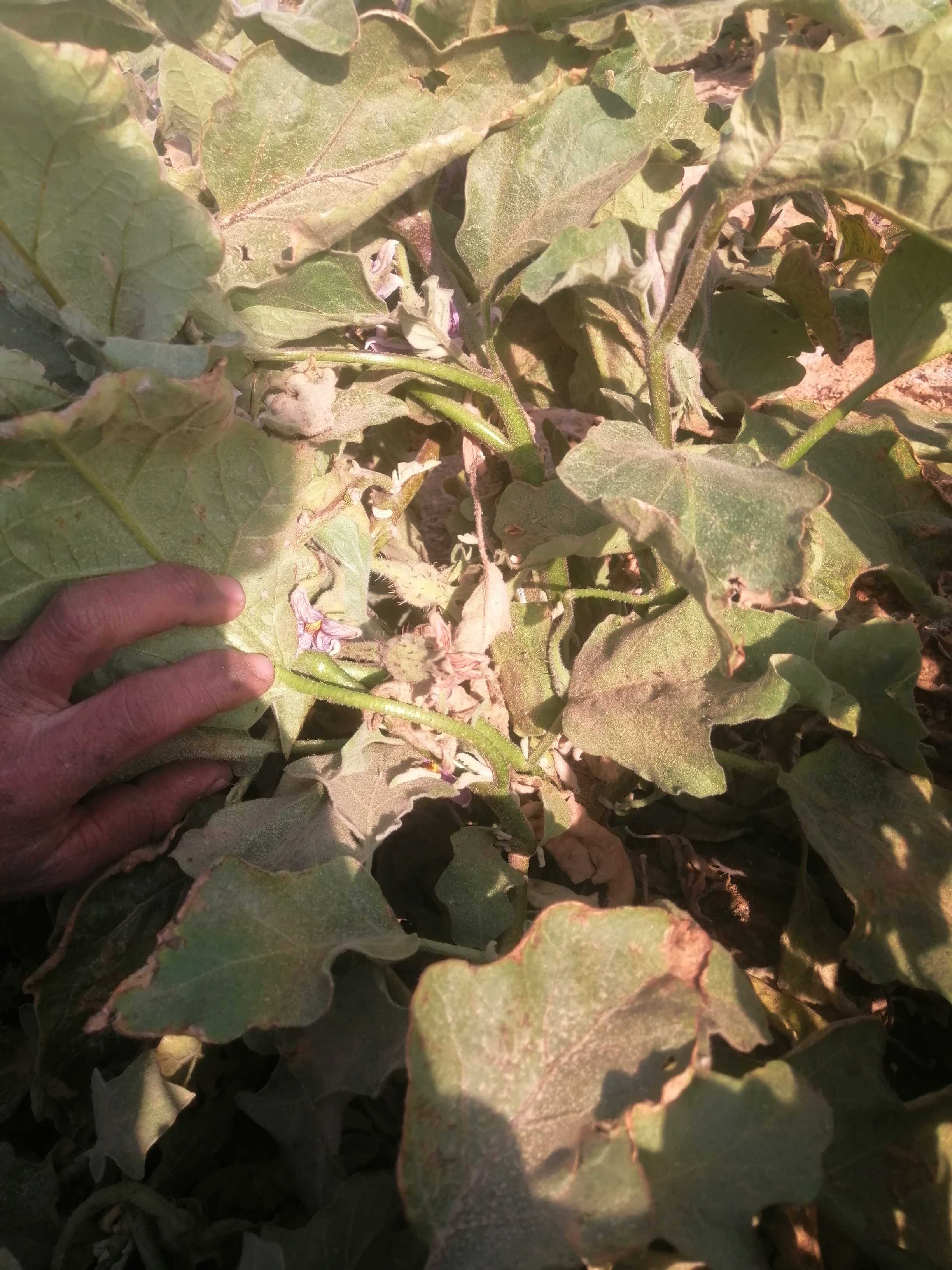 علاج للمن والعنكبون