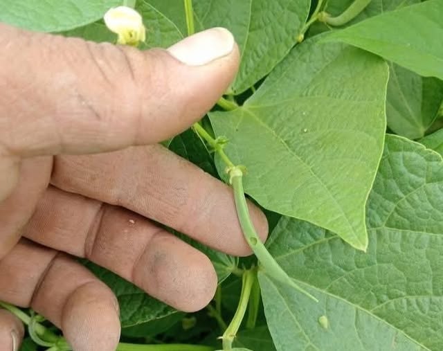 محتاج مبيد للقضاء على دوده قرون  الفصوليه مع العلم 
الفصوليه 50% لسه في مرحله التزهير