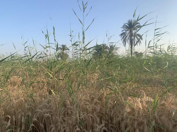 محتاج مبيد حشائش قوي ينفع لمقاومة الحجنة