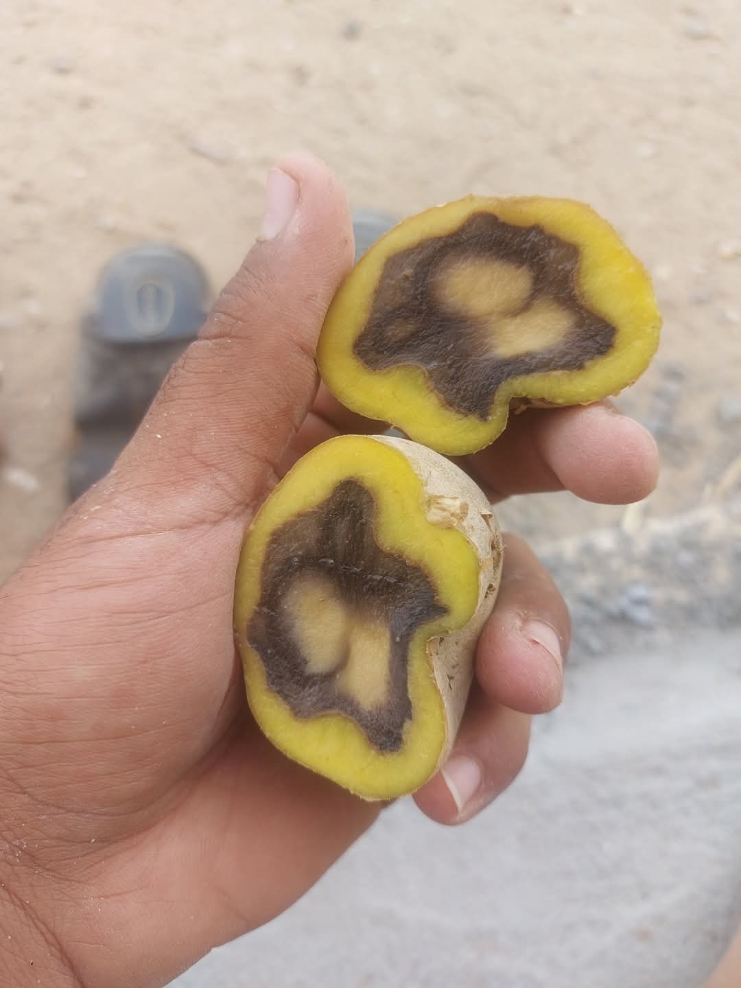 ايه سبب العفن بطاطس هرمز