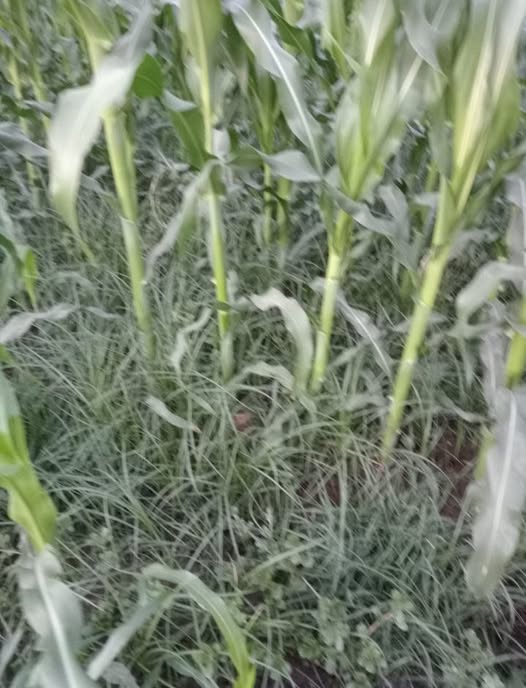 السلام عليكم ورحمه الله وبركاته 
لو سمحتم انا رشيت امبول 75 ورويت الأرض من حوالي اسبوع ومفيش تغيير هل ده طبيعي
