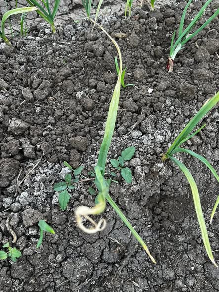 السلام عليكم ورحمه الله وبركاته عمر ٣٢  يوم برجاء تشخيص الإصابة مع العلم مش حاطط سباخ بلدي 
ولكم جزيل الشكر