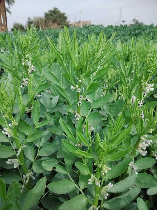 التفات أوراق الفول واصفرار القمه الناميه