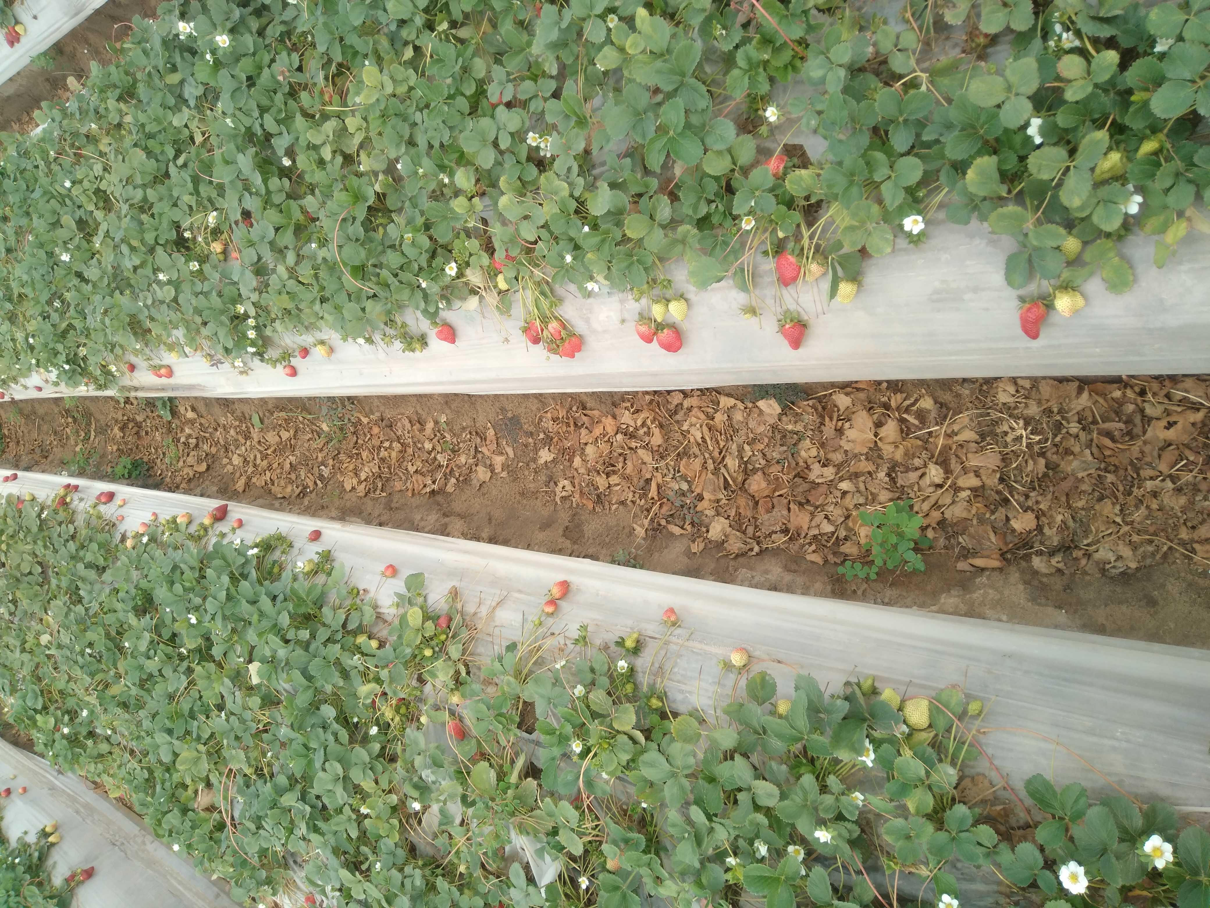 زيادة النمو الخضري في الفراوله