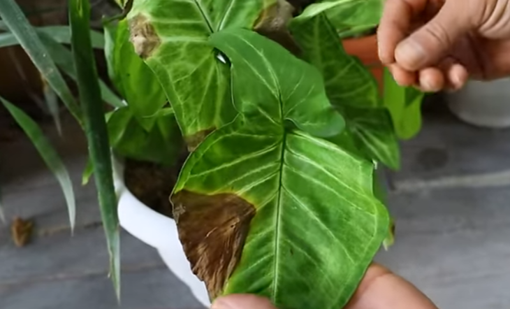 علاج هذا الاحتراق على الورقه