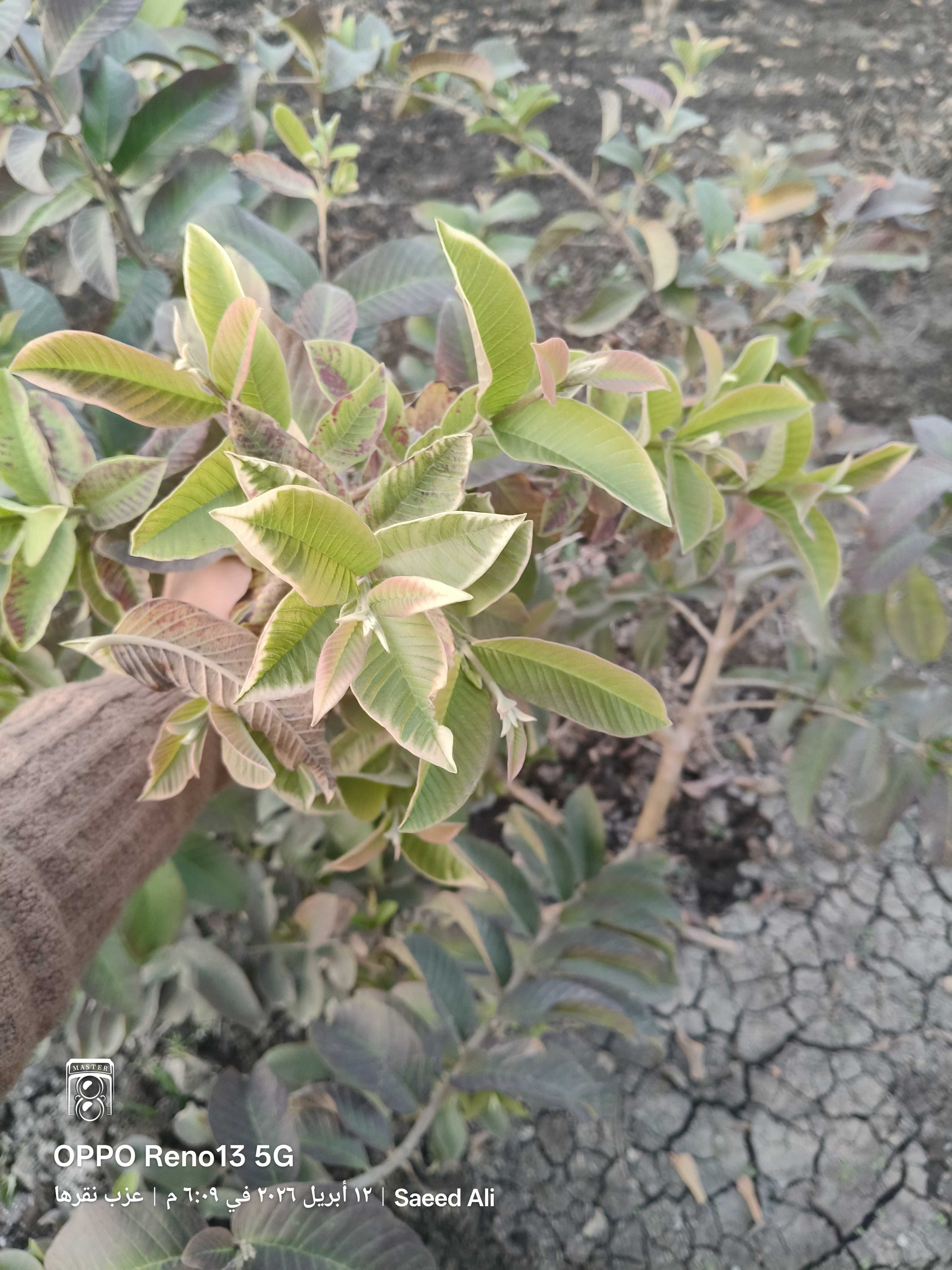 ماهو نوع القرمشه اللى فى الورقه