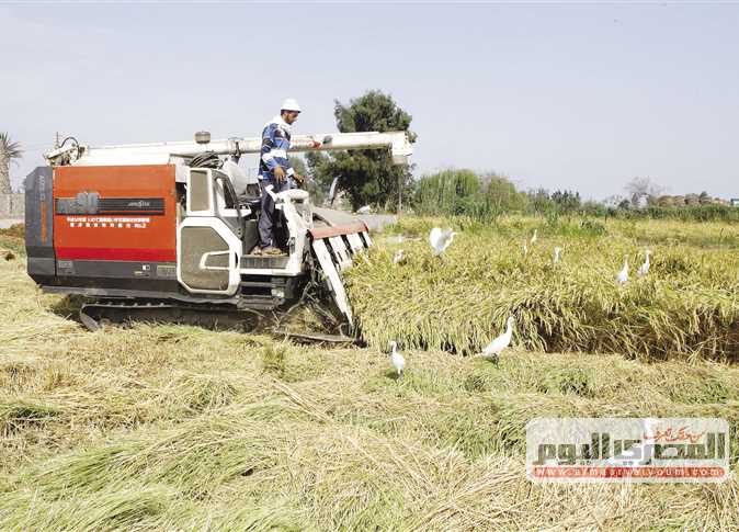بـ«الزغاريد».. مزارعو الشرقية يبدأون موسم حصاد محصول الأرز