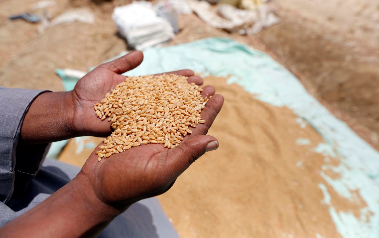 السيسي يوجه الحكومة بتحديد سعر”مجزي” لتوريد القمح المحلي