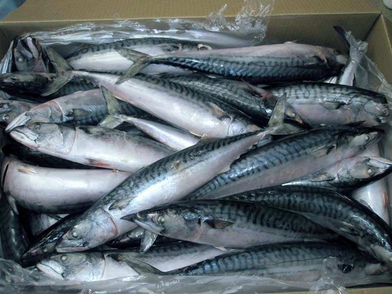 «جولدن أكوا» للثروة السمكية تضخ 50 مليون جنيه لتطوير أعمالها