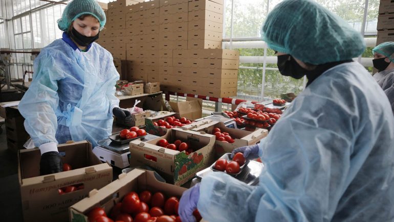 2.6 مليار دولار صادرات الصناعات الغذائية المصرية خلال 7 أشهر