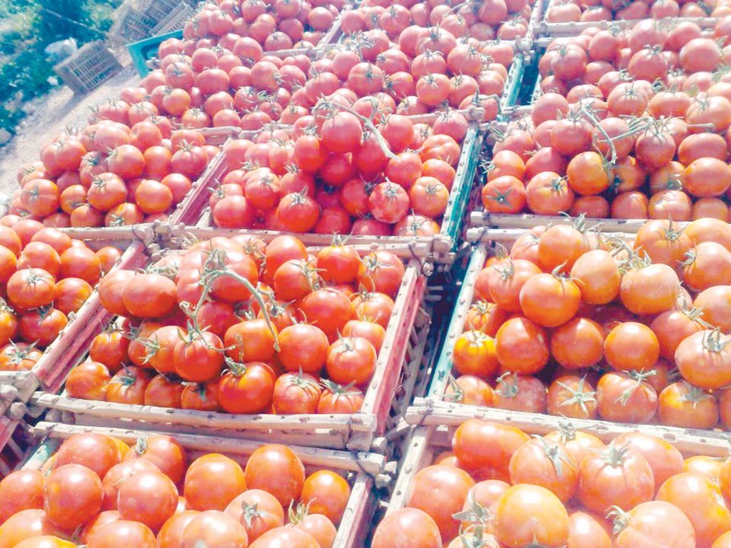 30 مليون جنيه حجم أعمال «الشهيد ماجد صالح» لتصدير الطماطم المجففة بالأقصر