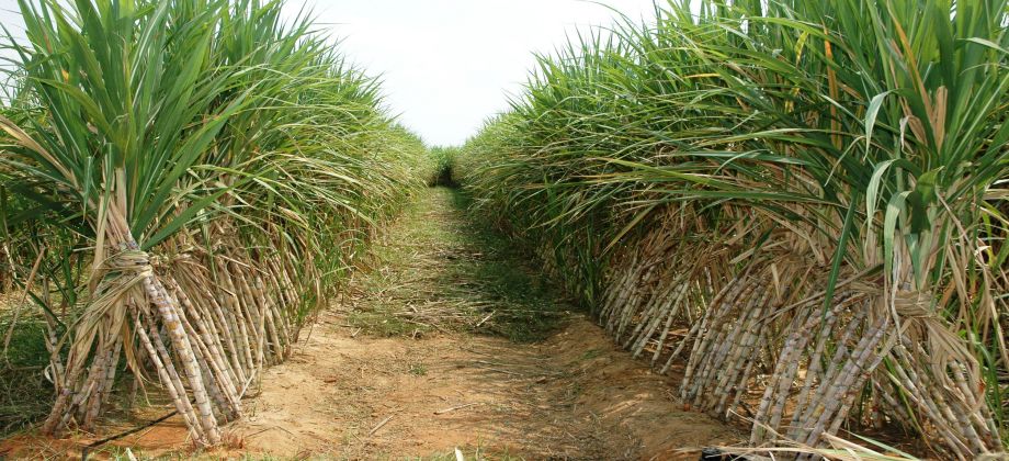 الزراعة تستهدف الوصول بإجمالي زراعات قصب السكر لمليون فدان خلال خمس سنوات