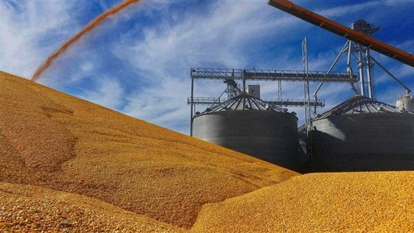رئيس زراعة الشيوخ: انسحاب روسيا من اتفاق الحبوب لن يؤثر على مصر