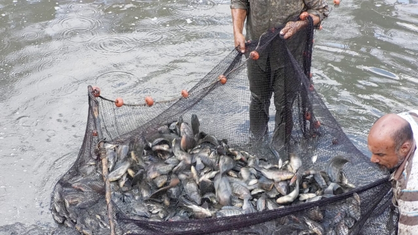 «الثروة السمكية»: إنتاج مصر يتخطى 2 مليون طن.. ومركزنا الـ3 عالميا في البلطي