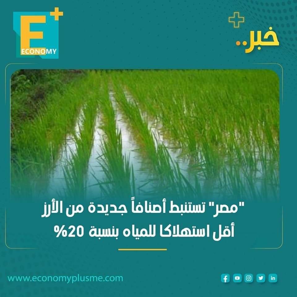 استنبطت مصر أصنافاً جديدة من الأرز، تستهلك مياه أقل بنسبة 20% عن الأصناف الحالية، وفق ما صرح به وزير الزراعة السيد القصير اليوم الأربعاء.