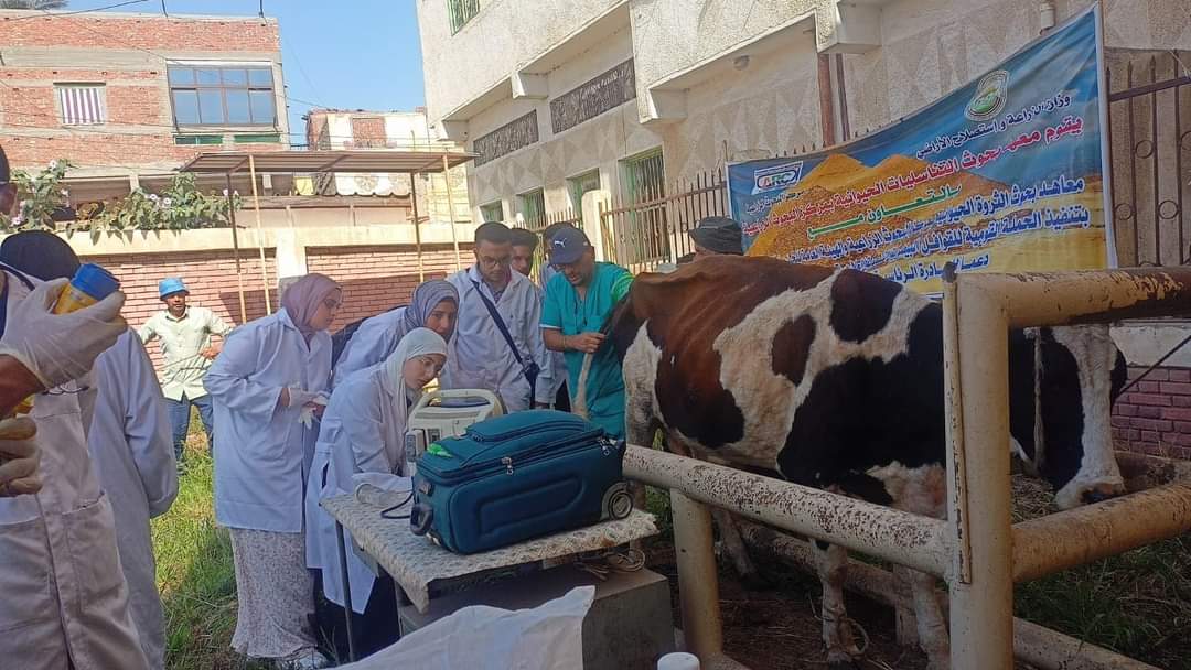 الزراعة علاج وفحص أكثر من ٦٥٠٠ رأس ماشية مجانا لصغار المربين بمحافظة دمياط