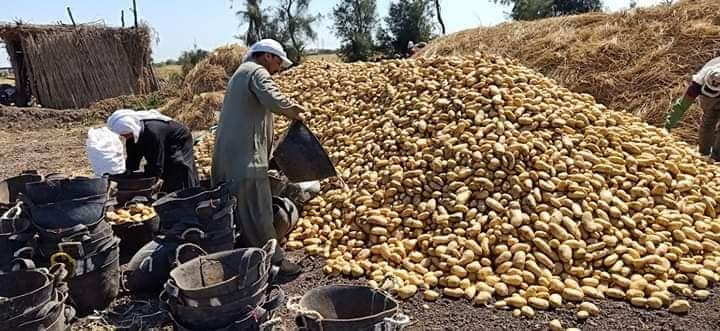 «الزراعة»: 9 آلاف طن زيادة فى واردات تقاوى البطاطس للموسم الجارى