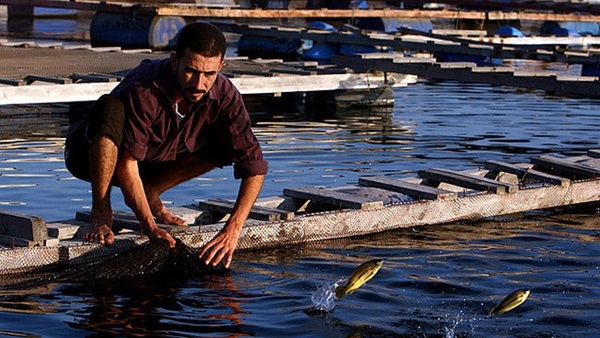 رئيس الثروة السمكية: لا يمكننا تطبيق فترة منع الصيد في مصر