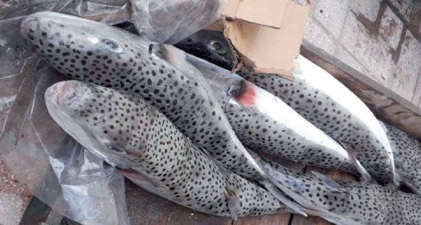 أسماك «القراض» السامة تهدد الثروة السمكية بالإسكندرية