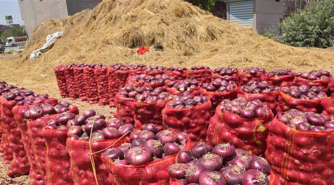 ارتفاع أسعار البصل في مصر يدفع المزارعين لحصاده مبكراً