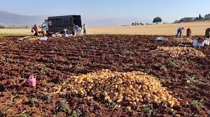 البطاطس فى قائمة الخضروات المصرية المصدرة بـ 10000 طن