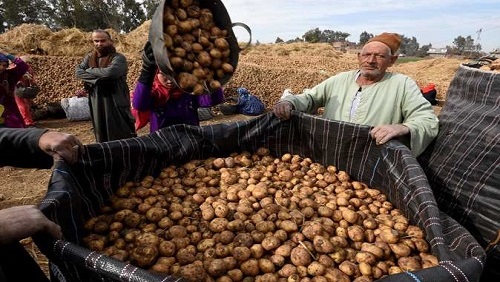 واردات تقاوي البطاطس الأوروبية ترتفع %7 خلال الموسم الحالي