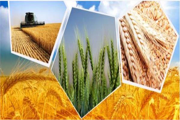 تنفيذ أول مشروع لزيادة إنتاجية القمح في الساحل الشمالي ومطروح بمياه الأمطار