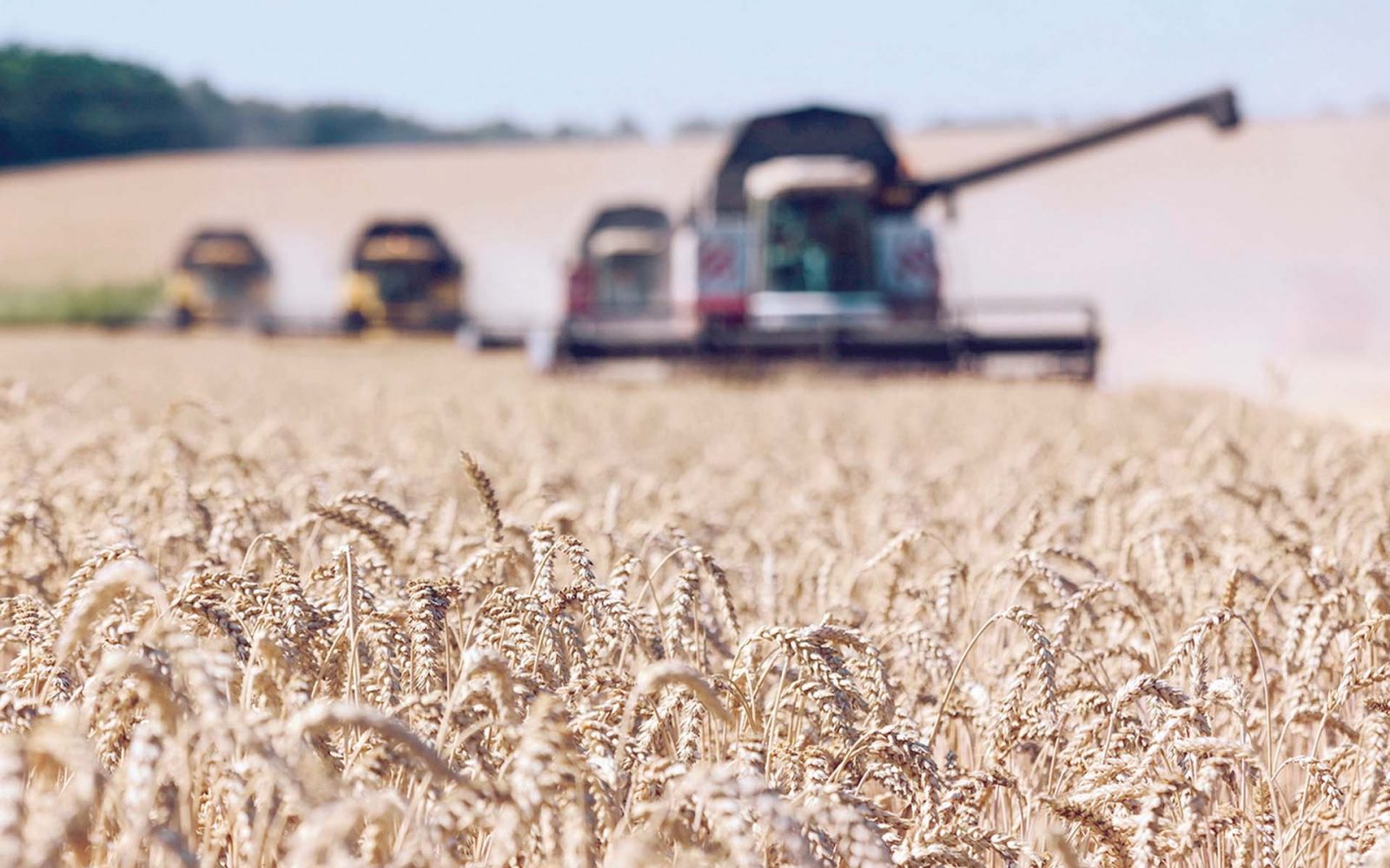 «الريف الجديد» تستهدف الوصول بمساحة القمح إلى 10 آلاف فدان