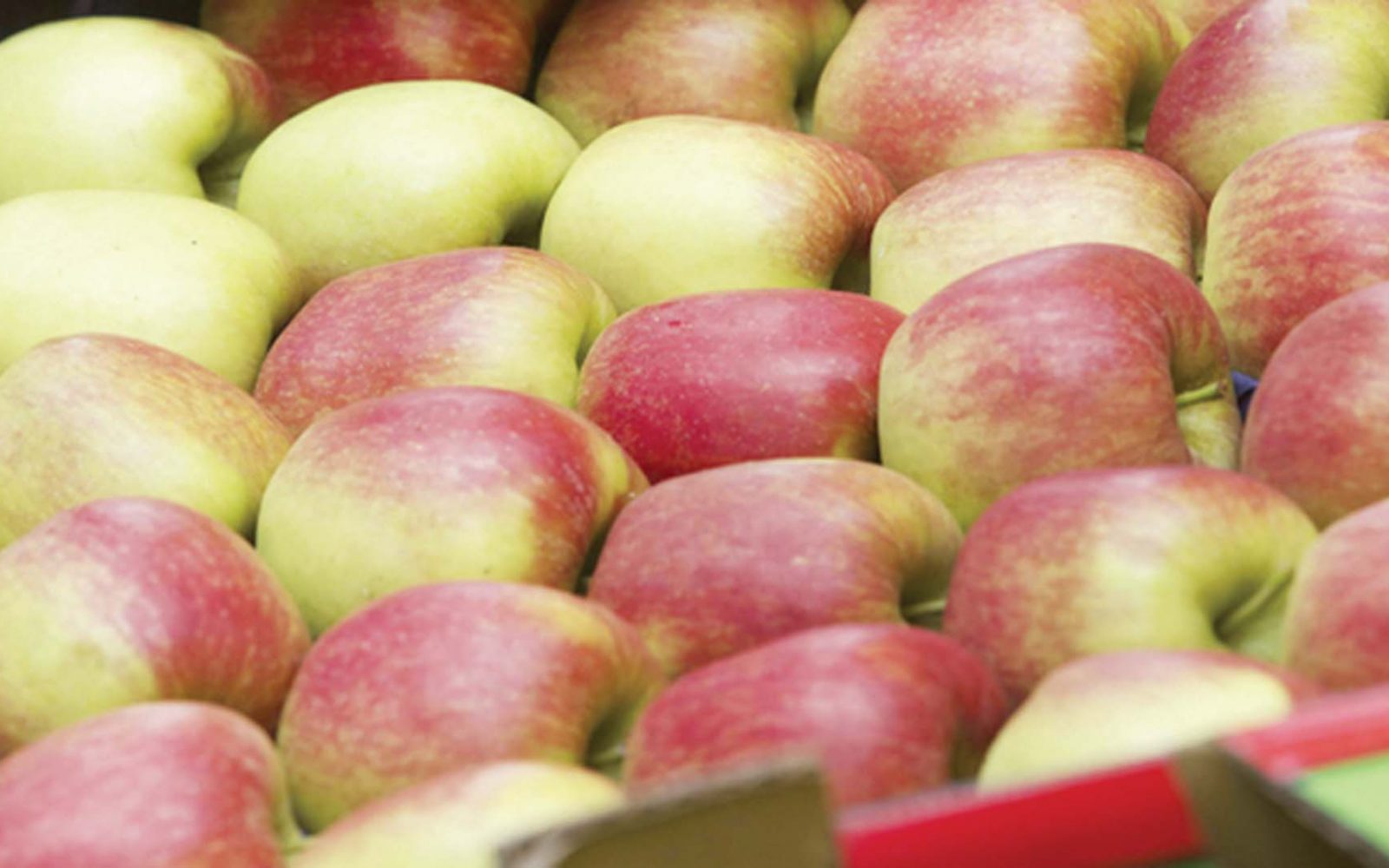 الزراعة الأمريكية تتوقع زيادة واردات مصر من التفاح (جراف)