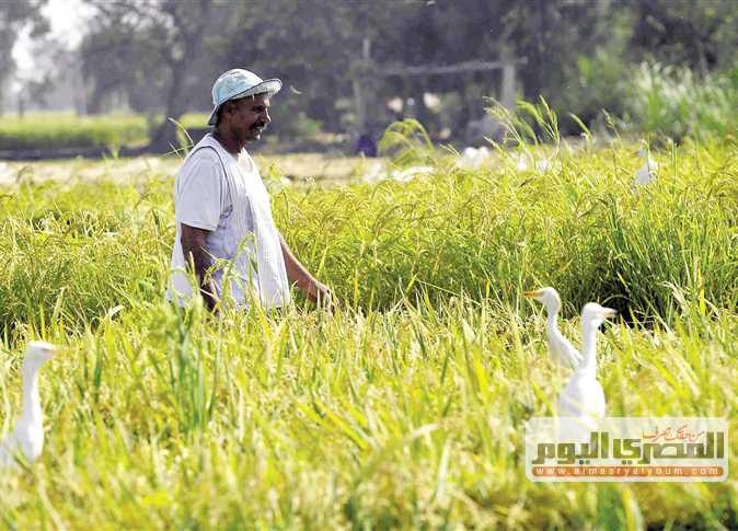 الحكومة تحدد مليونًا و70 ألف فدان لزراعة الأرز