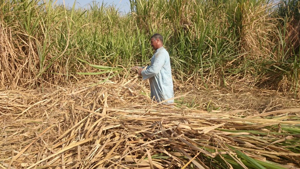 «السكر والصناعات التكاملية» تسدد 6.3 مليار جنيه للمزارعين