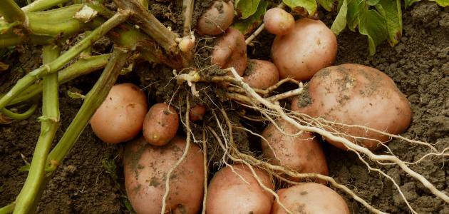 «الزراعة» تعتمد مبيد بيوكاد لمكافحة أمراض البطاطس