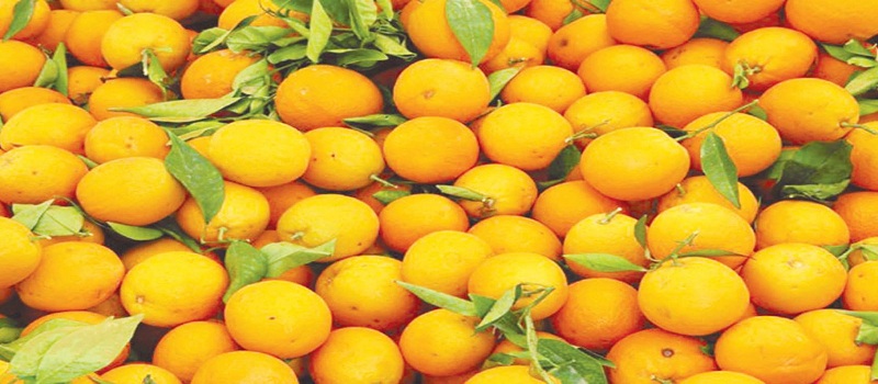 الزراعة تتخذ 3 إجراءات جديدة لتنظيم عمليات تصدير البرتقال قبيل إنطلاق الموسم