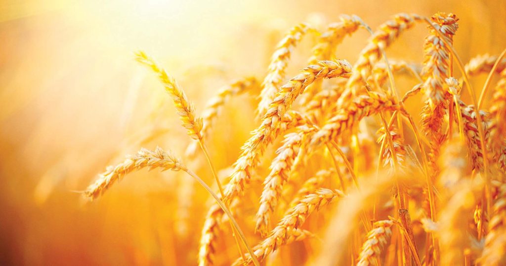 زراعة القليوبية: توريد 31 ألف و499 طنًا من القمح بمراكز المحافظة