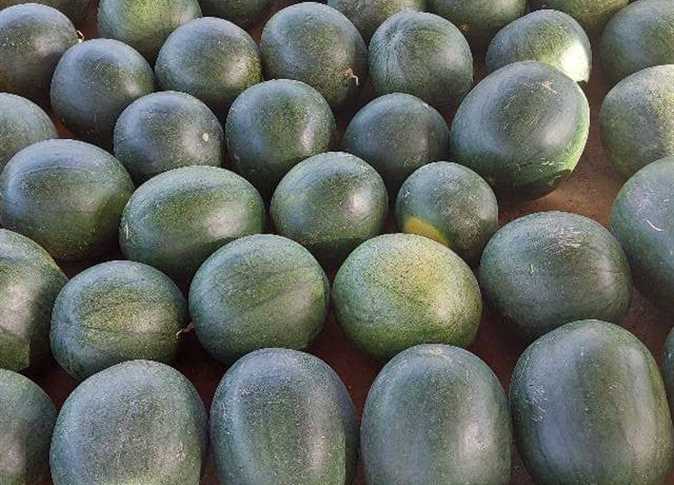 «الزراعة» تكشف سبب تسمم المواطنين من الخوخ والبطيخ