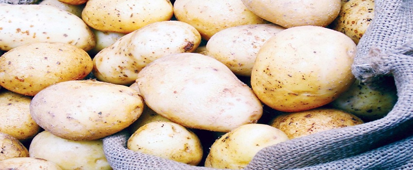 جمعية المنتجين: 10 إلى %12.5 تراجعا فى مساحة زراعة البطاطس