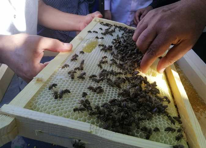 «الزراعة»: السعودية تعلن إلغاء حظر استيراد النحل المصري