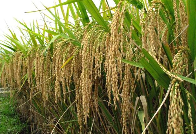 «الزراعة» : المزارع يدرك القيمة الاقتصادية لقش الأرز