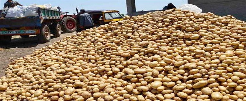 «الزراعة» تؤجل استخراج أذونات استيراد تقاوي البطاطس لمطلع سبتمبر
