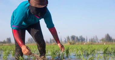 الرى والزراعة يحددان مساحة لزراعة الأرز الموسم المقبل