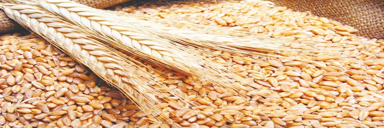 «التموين» تتوقع زيادة توريدات القمح إلى 4 ملايين طن