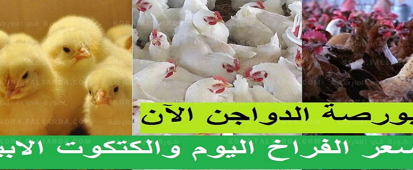 بورصة الدواجن اليوم الاحد 15 اغسطس الفراخ البيضاء البط الديك الرومي الكتاكيت في السوق المصري