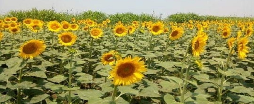 بمزرعة المغرة.. الريف المصري الجديد تخصص 420 فدان لزراعة «دوار الشمس»