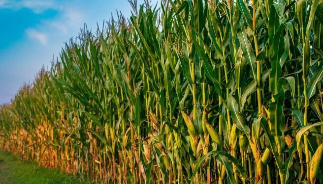 محصول الذرة.. “باحث” يطرح طُرق تعميم زراعته على مدار العام