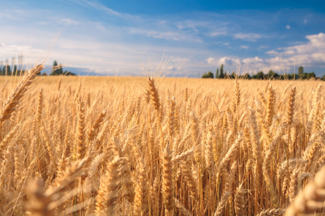أسعار القمح تقفز 7% لأعلى مستوى منذ 14 عاما في سابع أيام حرب روسيا وأوكرانيا