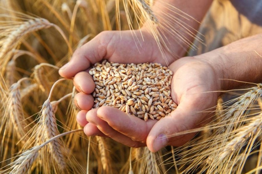 1.75 مليون طن مشتريات مصر من القمح المحلي