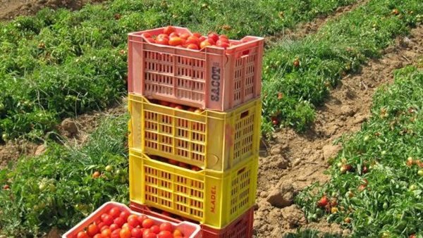 الإمارات تفرض شهادة تحليل متبقيات المبيدات لصادرات الخضار والفاكهة المصرية