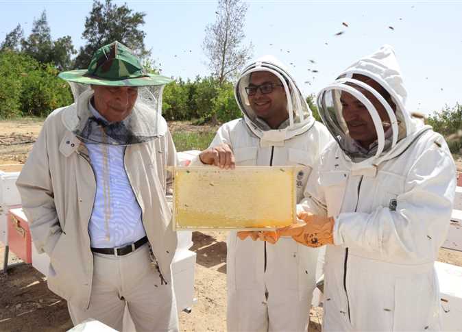 الانتهاء من أول مشروع قومى للنهوض بصناعة «النحل»