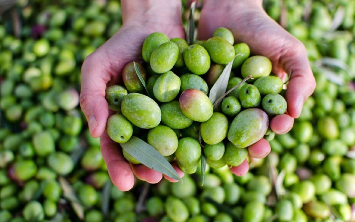 الانتهاء من زراعة 400 فدان من محصول الزيتون بمنطقة المغرة